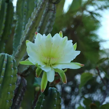 Franziska - 2 Lejlighed Naousa