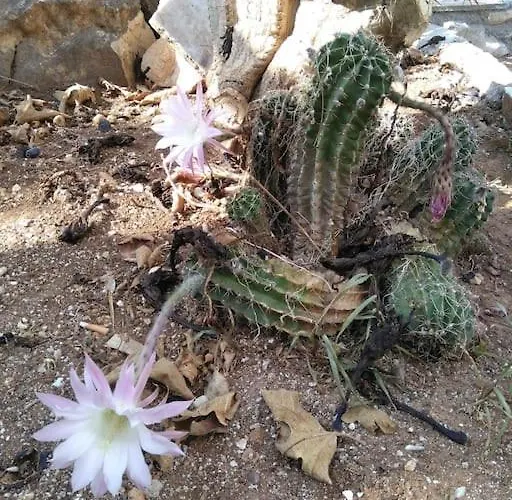 Franziska - 2 ナウサ