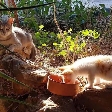 Franziska - 2 * נאוסה