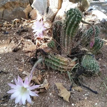 Franziska - 2 נאוסה