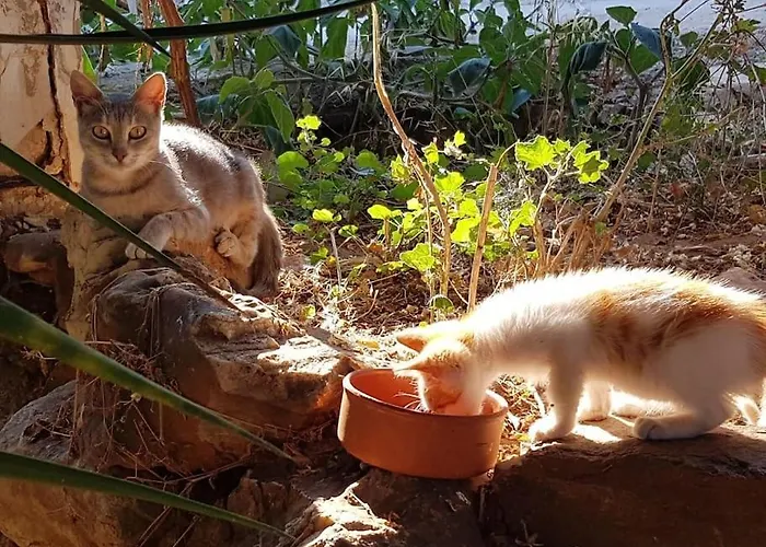 Franziska - 2 * Naousa (Paros)