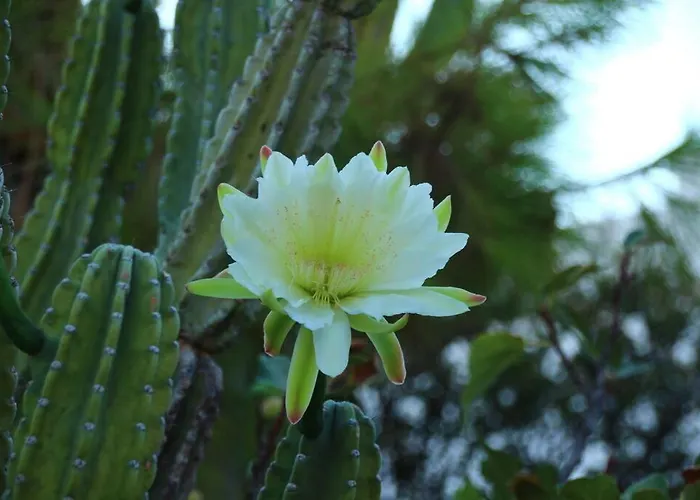 Franziska - 2 Apartment Naousa (Paros)